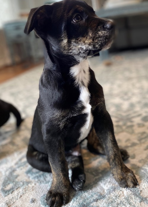 Louie