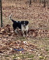 Bandit