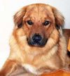 Fido
