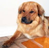 Fido