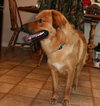Fido
