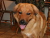 Fido