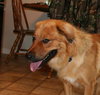 Fido