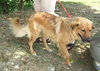 Fido