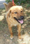 Fido