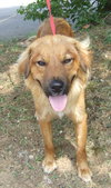 Fido