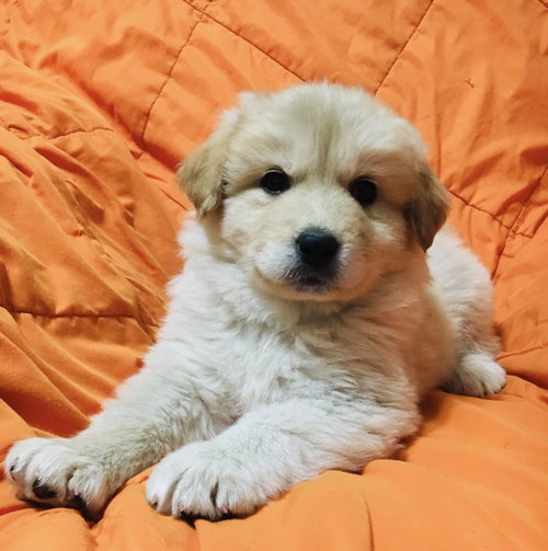 Honey Bear