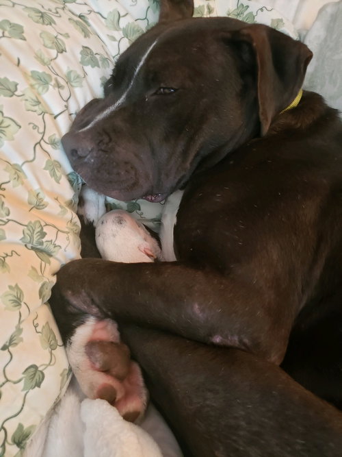 Dudley
