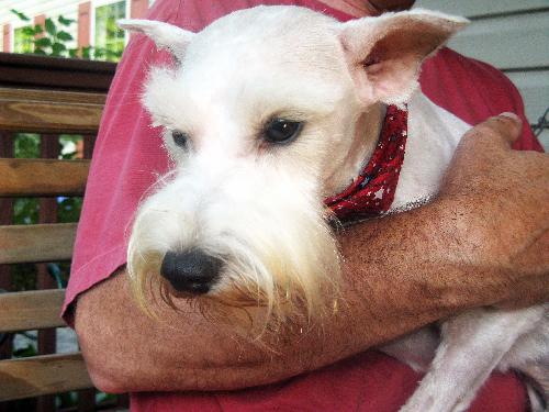 Poppy