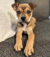 Maya