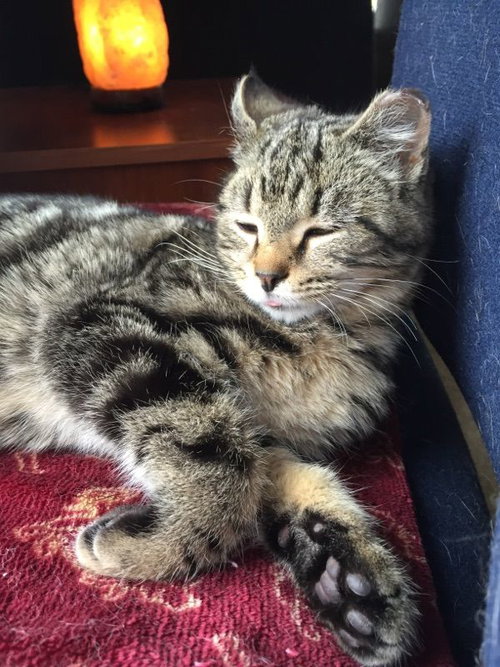 Cosmo