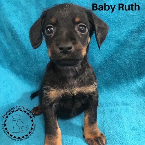 Baby Ruth