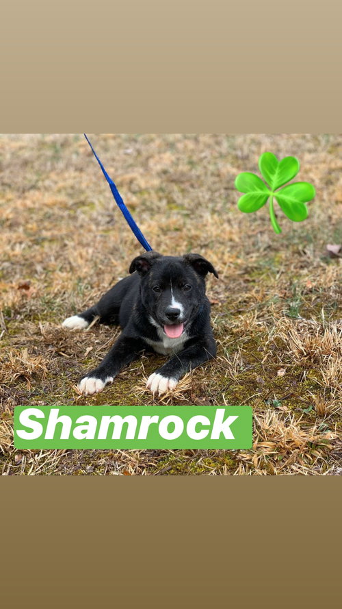 Shamrock