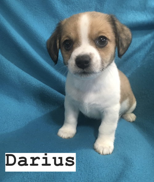 Darius