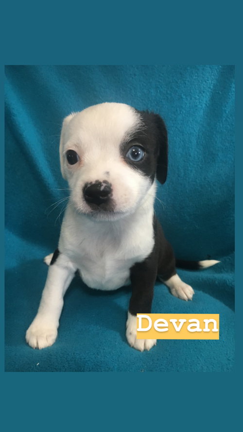 Devan