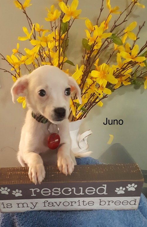 Juno