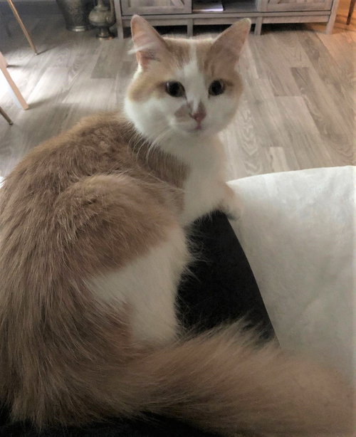 Kiki