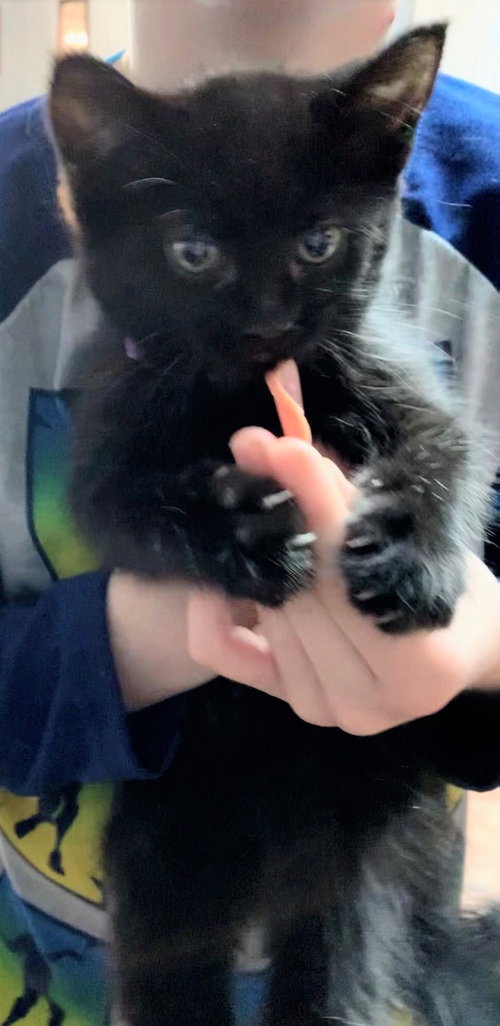 Stella