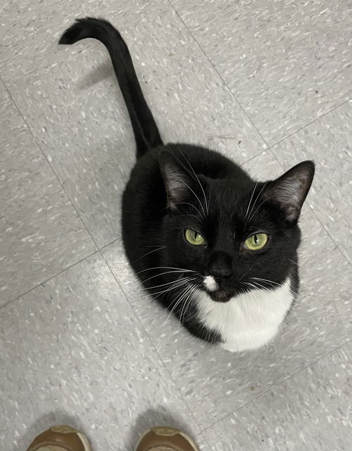 picture of the cat needing adoption