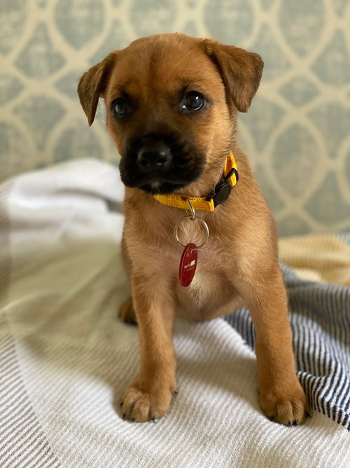 Phoebe