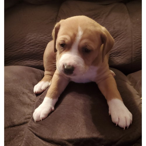 Coco