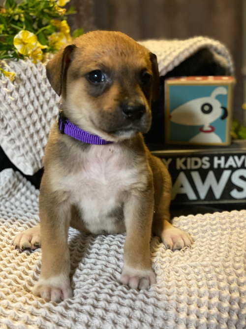 Coco