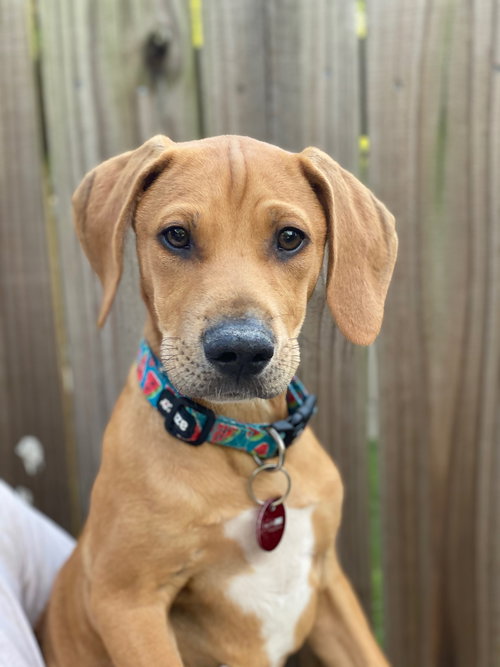 Beau