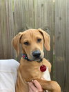 Beau