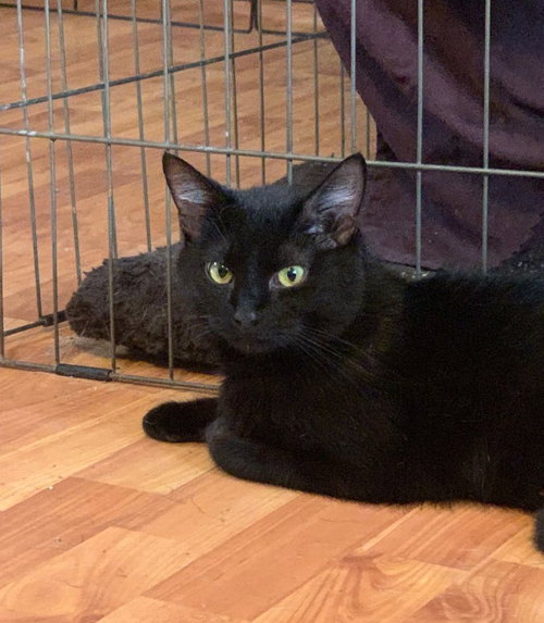 Greta