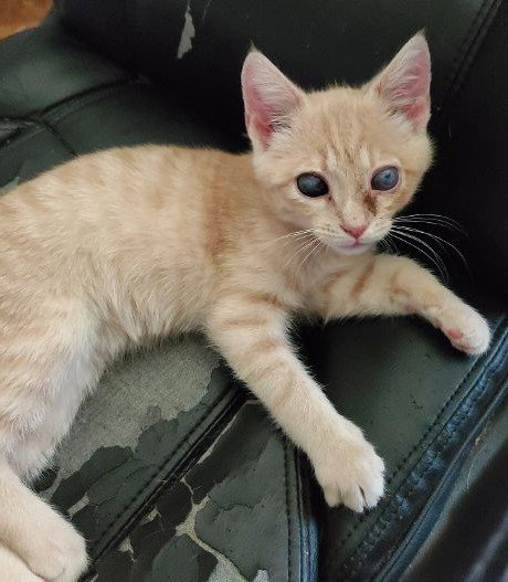 Gus