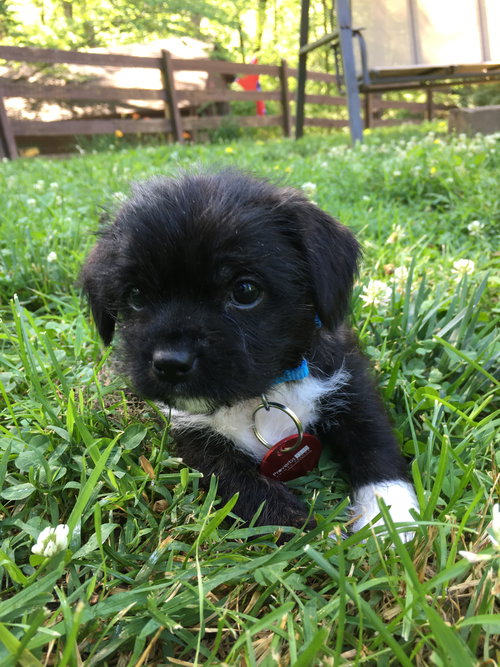Ollie
