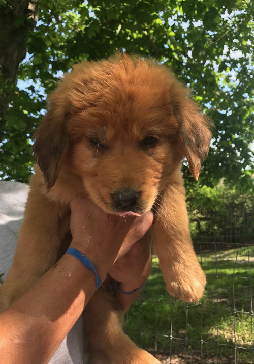 Rufus