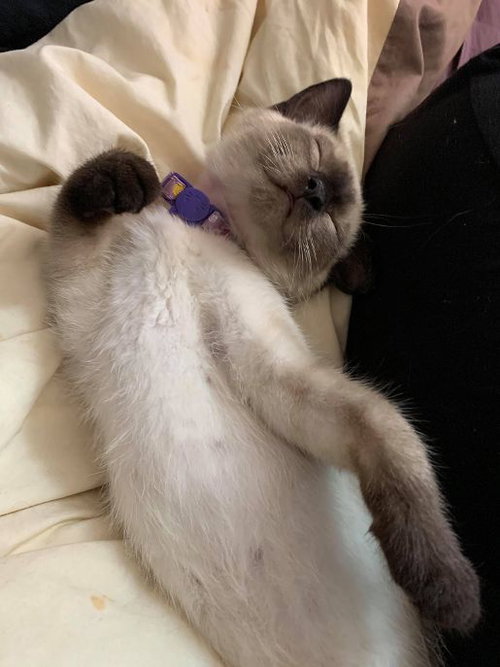 Mochi