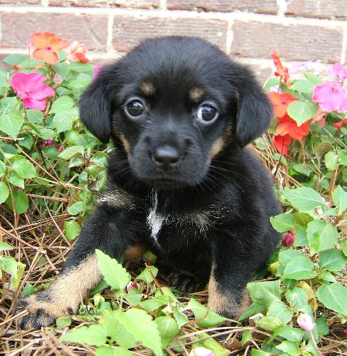Tiny Sherry