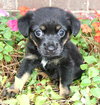 Tiny Sherry