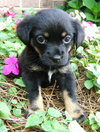 Tiny Sherry