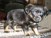 Tiny Sherry