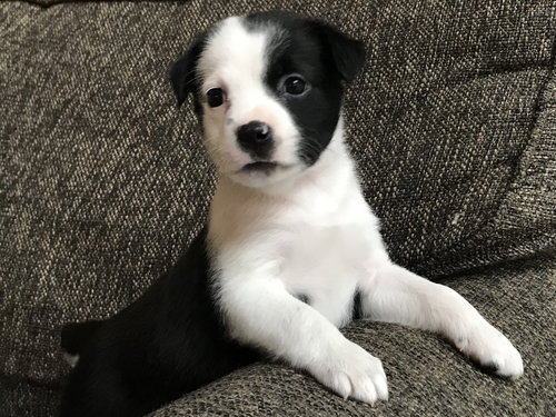 Diva