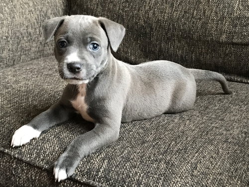 Dylan