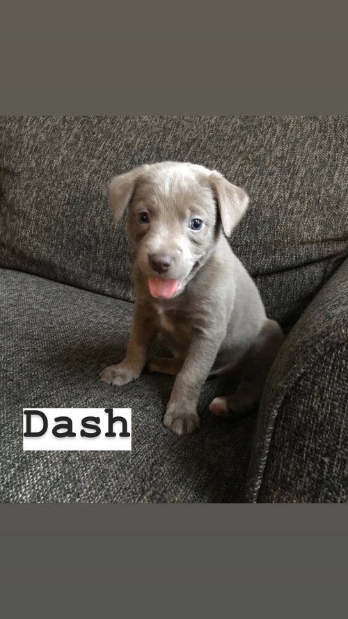 Dash