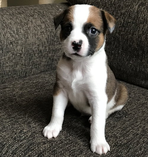 Domino