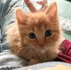 Wilson