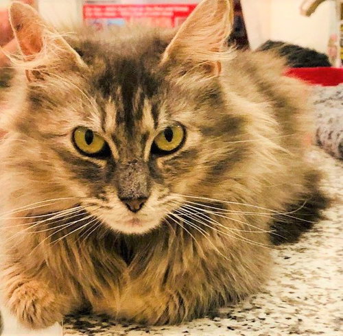 BeBe