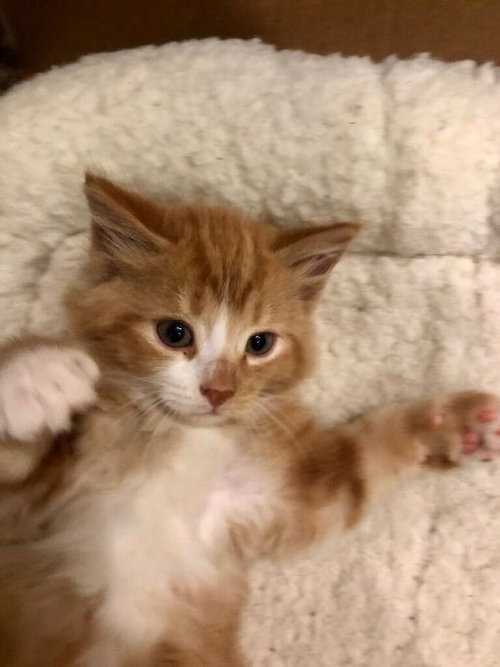 Fluff
