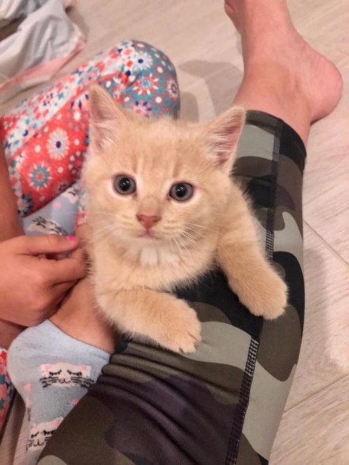 Cheerio