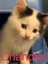Chandler