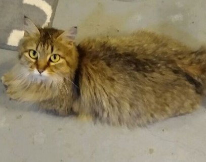 Moxie