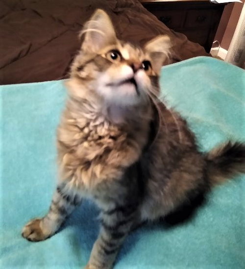Sammy