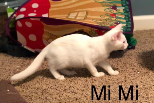 Mimi