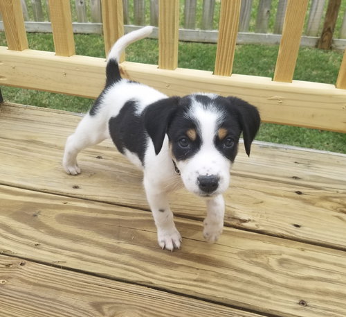 Pepper